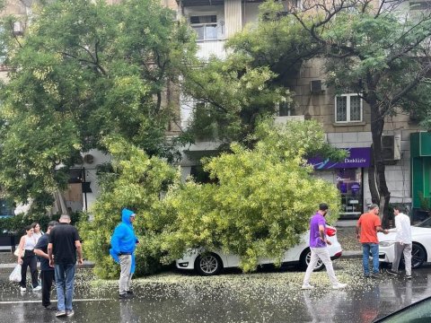 Bakıda qurumuş ağac problemi - Vətəndaşlar nə etməlidir?