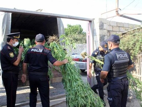 Polis Xaçmazda əməliyyat keçirdi -&nbsp;379 kiloqram çətənə kolu aşkarlandı