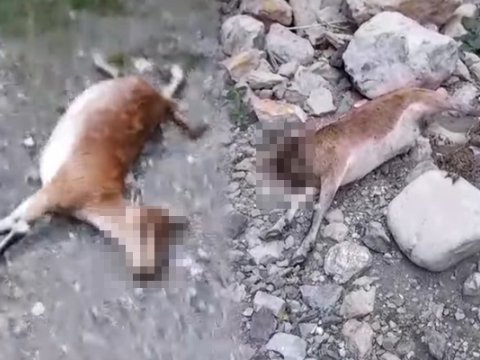 Kəlbəcərdə dağ keçilərinin vurulması ilə bağlı görüntülər&nbsp;ARAŞDIRILIR