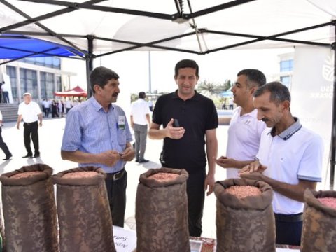 Rayonlarda növbəti&nbsp;toxum sərgi-satış yarmarkaları keçirilib