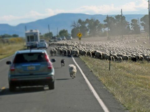 Heyvanların səbəb olduğu yol qəzalarında 4 nəfər ölüb