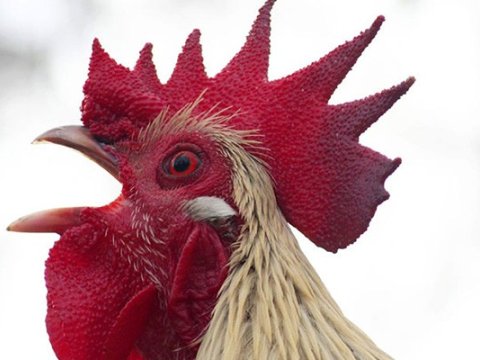 Xoruza görə 3 nəfər bıçaqlandı