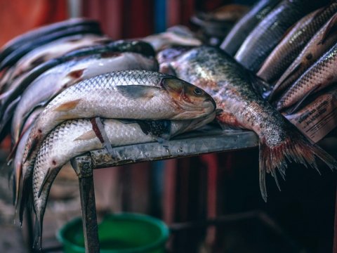 Balıq başdan iylənər!&nbsp;-&nbsp;Mövsüm başladı, amma ciddi problemlər var