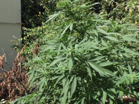 Həyətində çətənə kolu yetişdirən şəxs tutuldu