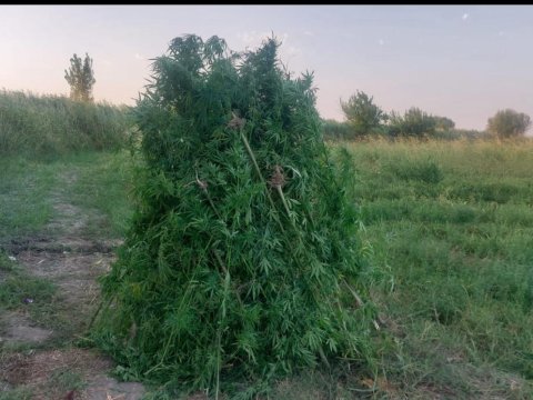 Yarım tondan artıq çətənə bitkisi məhv edildi&nbsp;- FOTO