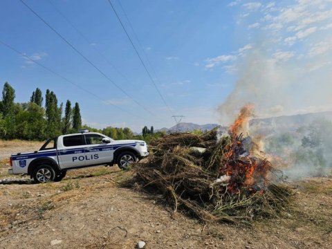 Naxçıvanda 8 ton çətənə kolu məhv edildi