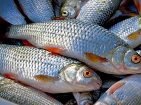 AQTA balıq satışı bazarına nəzarət edə bilirmi...