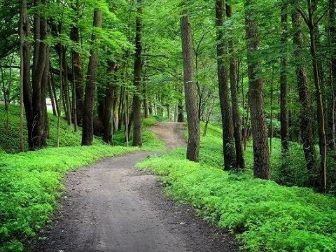 Azərbaycanın neçə hektarı meşələrlə örtülüb? -&nbsp;Rəsmi CAVAB