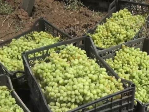 Üzüm satanlar qiymətlərdən NARAZIDIRLAR