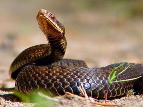 Bakıdakı ilanlar bu yolla şəhərə gəlibmiş - AÇIQLAMA