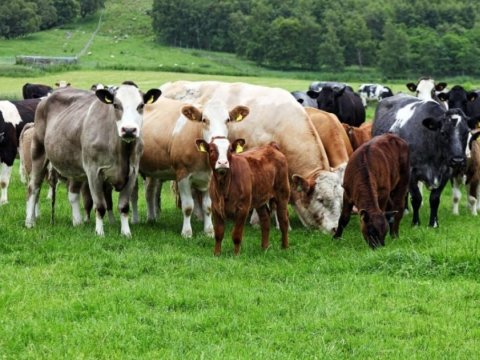 Norveçdən Azərbaycana bəzi malların idxalına məhdudiyyət qoyuldu