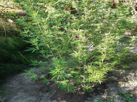 Meşədə çətənə əkən şəxs tutuldu