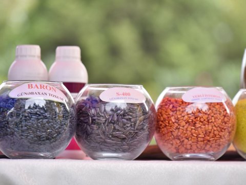 Goranboy və Tərtərdə toxum sərgi-satış yarmarkası keçirilib - FOTO