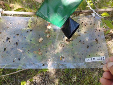 Bölgələrdə Qəhvəyi Mərmər bağacığına qarşı mübarizə davam etdirilir