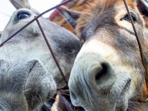 Eşşəklərimiz AZALIB