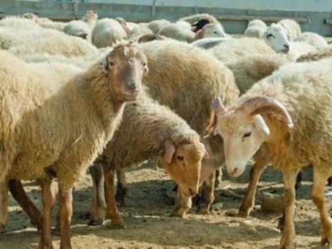 Bakıda 100-dən çox qoyun-keçi oğurladı&nbsp;- Saxlanıldı