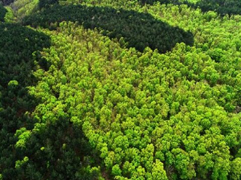 Meşə ehtiyatları ən çox və ən az olan ÖLKƏLƏR