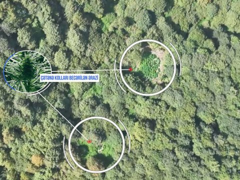 Meşənin içində narkotik plantasiyaları tapıldı - FOTO