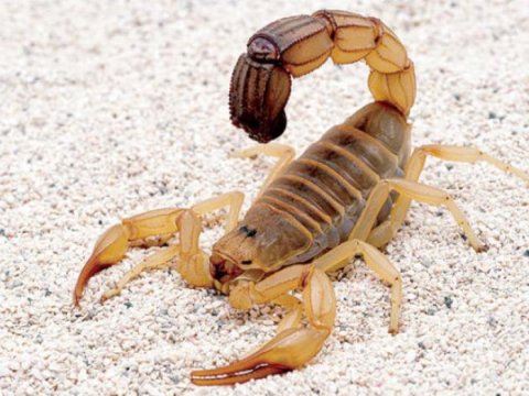 5 yaşlı qızı əqrəb sancdı