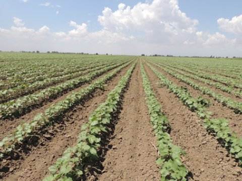 Azərbaycanda&nbsp;əkin sahələri azalmağa doğru gedir