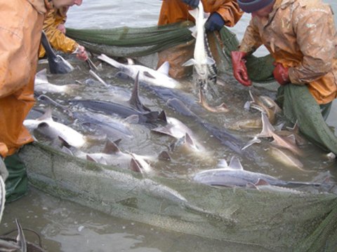 Xəzərdə balıq ovu qaydalarını pozan şəxslər saxlanıldı
