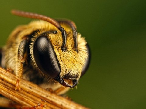 48 yaşlı kişini arı vurdu, həyatını itirdi&nbsp;