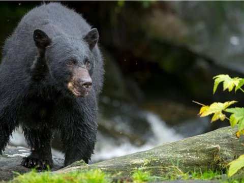 Ata-bala ayı ovuna çıxdılar, ata "ovlandı", oğul ayını vurub öldürdü