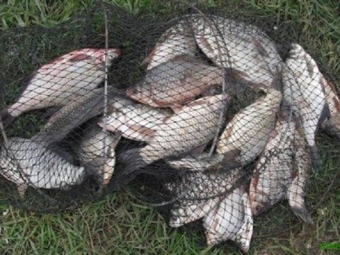 Balıq ovu ilə məşğul olanların nəzərinə!