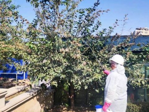 Bakıda ziyanverici həşəratlar aşkarlandı - Dərmanlama işlərinə başlanıldı