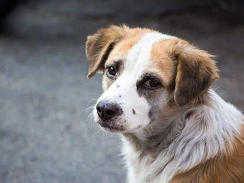 Heyvanlara qarşı zorakılıq psixoloji sağlamlığa necə təsir edir? - Uşaqların gələcəyi əldən gedir...