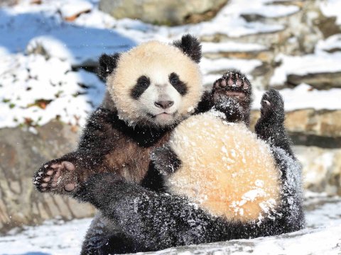 Finlandiya Çin liderinin göndərdiyi pandaları geri qaytarır - ŞOK SƏBƏB