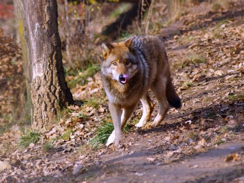 Bərdədə canavar təsərrüfata hücum etdi