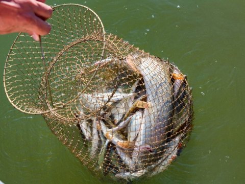 Xəzərdə qanunsuz balıq ovlayan şəxslər saxlanılıb