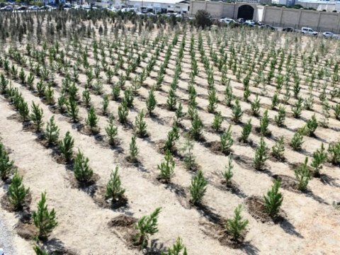 Paytaxtda ağacəkmə aksiyası keçirildi - FOTOLAR