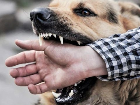 "Bu heyvanlarda mütləq ağızlıqdan istifadə edilməlidir"