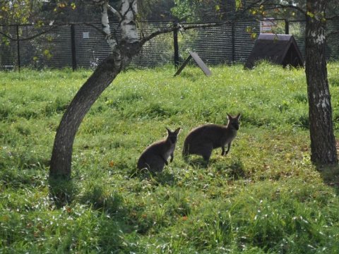 Parkdan kenquru balaları OĞURLANDI