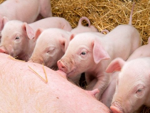 Donuz taunu İtaliyanı cənginə alıb - 10-dan çox ölkə delikates idxalını yasaqlayıb