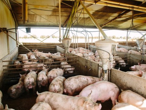 Fermada 2 qadını öldürdü, donuzlara yedizdirdi