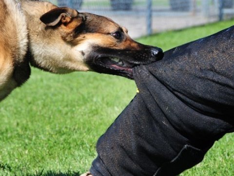 Qaxda 11-ci sinif şagirdini&nbsp;it dişlədi