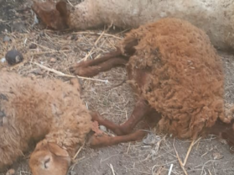 Qubada xırdabuynuzlu heyvanlar tələf oldu