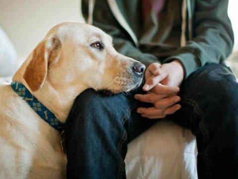 Heyvanlarla rəhmsiz rəftar edənlər 2 min manat CƏRİMƏLƏNƏCƏK