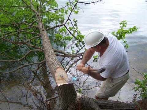 Qanunsuz ağac kəsənlər həbs oluna bilər