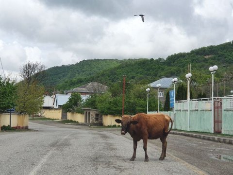 Bu ərazilərdə mal-qara otaranlar CƏRİMƏLƏNƏCƏK