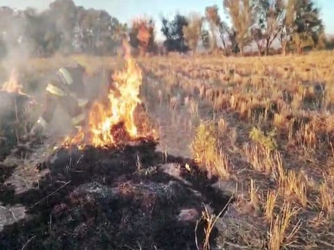 Naxçıvanda taxıl sahələri yandı - FOTOLAR