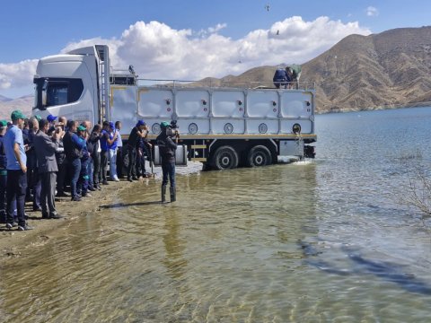Heydər Əliyev su anbarına 200 min sazan balığının körpələri buraxıldı