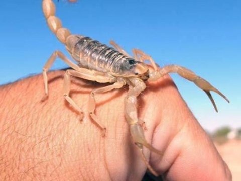 Göygöldə&nbsp;müəllimi əqrəb sancdı - Xəstəxanada öldü