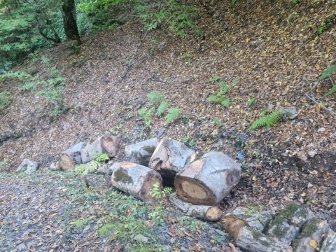 Meşədə ağac kəsən 8 nəfər saxlanıldı