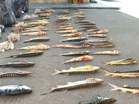 Balıq ovlayan şəxsin işi məhkəməyə göndərildi