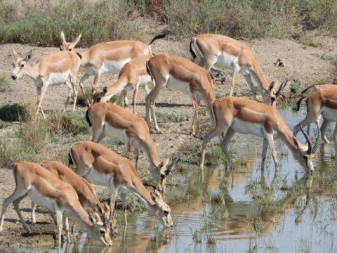 İşğaldan azad olunmuş ərazilərə müxtəlif heyvanlar buraxıldı