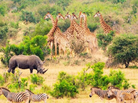 Vəhşi heyvanların sayı azalacaq